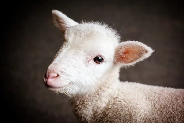 Cara de cordeiro bebê — Fotografia de Stock