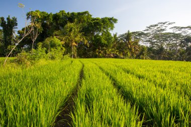 Endonezya 'da Pirinç Tarlaları Ubud' a yakın