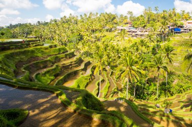 Endonezya 'da Pirinç Tarlaları Ubud' a yakın