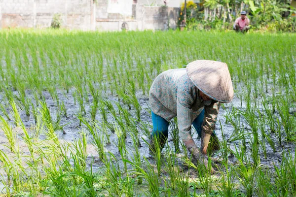 Agricultor de arroz perto de Ubud na Indonésia — Fotografia de Stock