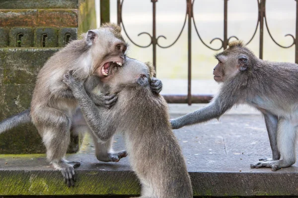 Scimmie combattenti — Foto Stock