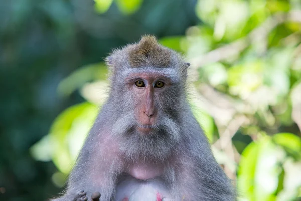 Wachsamer Affe — Stockfoto