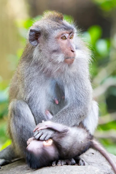 Protective Female Monkey — Stock Photo, Image
