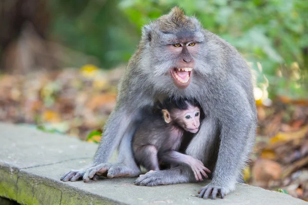 Scimmia protettiva femminile — Foto Stock