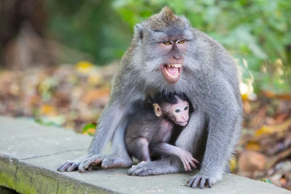 Singe femelle protecteur — Photo