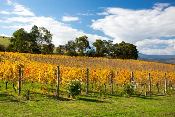 Vines Yarra Valley na podzim — Stock fotografie