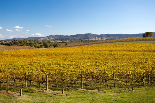 Yarra Valley wijngaarden in de herfst — Stockfoto