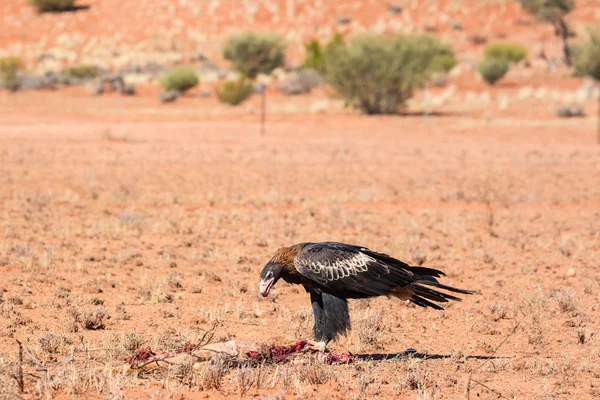 Australian Wedge-tail Eagle Comendo um canguru — Fotografia de Stock