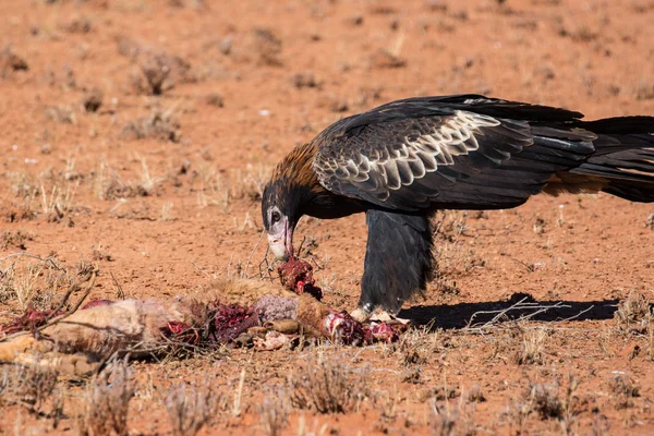 Australischer Keilschwanzadler frisst ein Känguru — Stockfoto