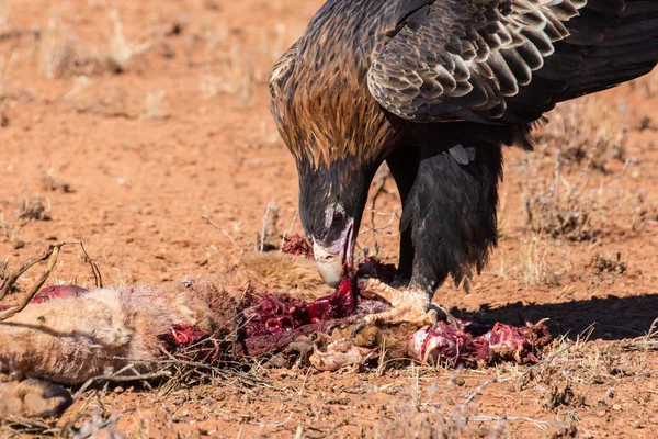 Australian Wedge-tail Eagle Eating a Kangaroo — Stock Photo, Image