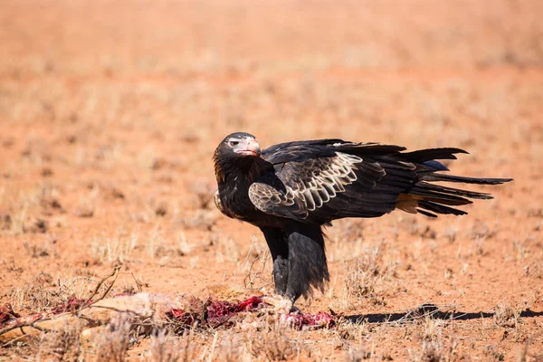 캥거루를 먹는 호주 쐐기 꼬리 독수리 — 스톡 사진