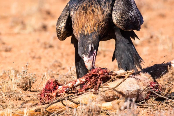 Australian Wedge-tail Eagle Comendo um canguru — Fotografia de Stock
