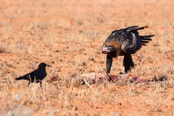 Australian Wedge-tail Eagle Comendo um canguru — Fotografia de Stock
