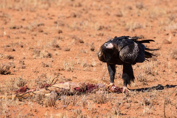 Australian Wedge-tail Eagle Eating a Kangaroo — Stock Photo, Image