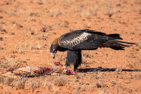 Australian Wedge-tail Eagle Eating a Kangaroo — Stock Photo, Image