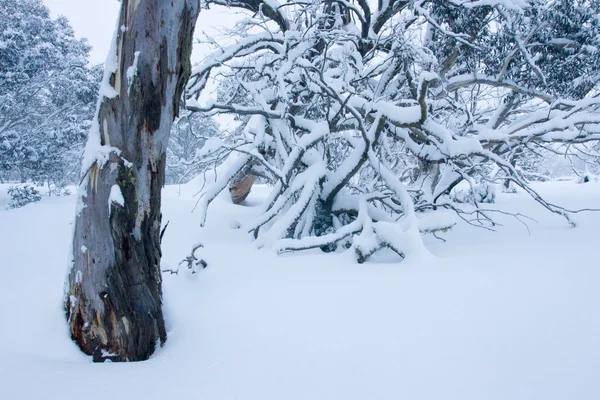 Mt Hotham in de winter — Stockfoto