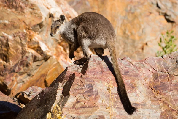 Australien rock wallaby — Photo
