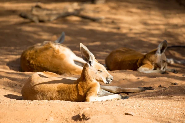 Sleepy Kangaroo — Stock Photo, Image