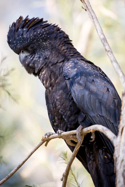 Austrália cacatua preta de cauda vermelha — Fotografia de Stock