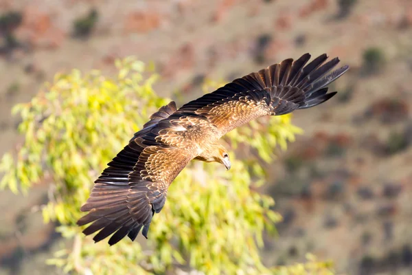 Aigle à queue compensée en vol — Photo