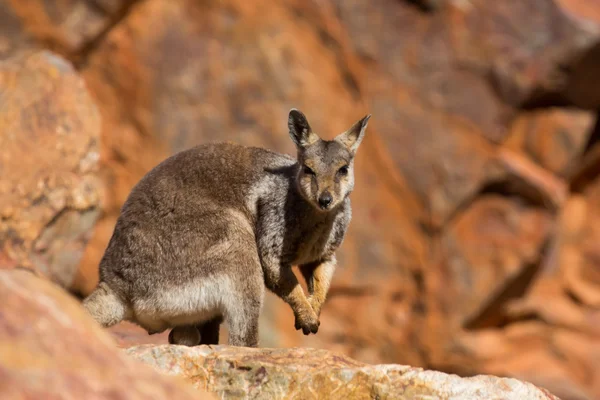 Australian Rock Wallaby — Stock Photo, Image