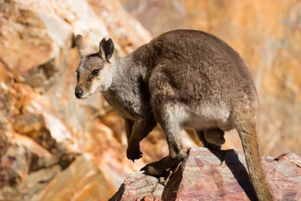 Australien rock wallaby — Photo