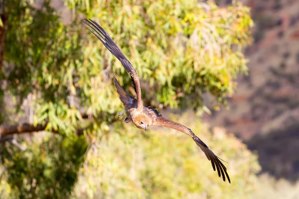 Aquila dalla coda a cuneo in volo — Foto Stock