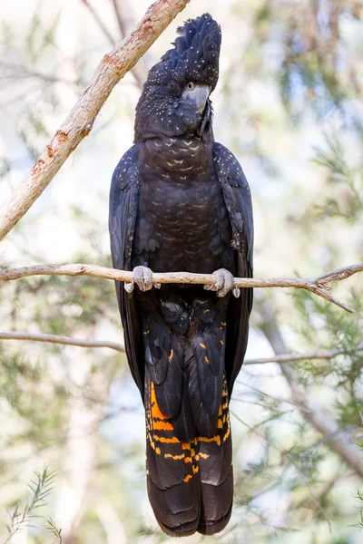 Austrália cacatua preta de cauda vermelha — Fotografia de Stock