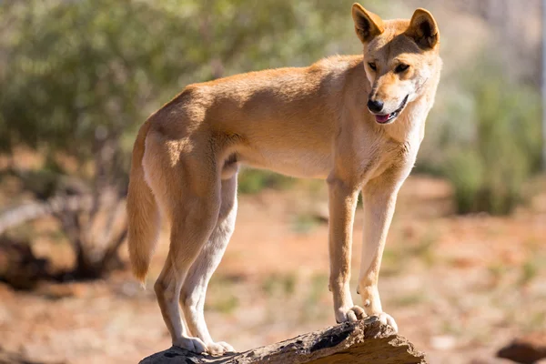 Vild dingo — Stockfoto