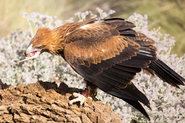 Keilschwanzadler fressen — Stockfoto