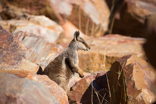 Australian Rock Wallaby — Stock Photo, Image