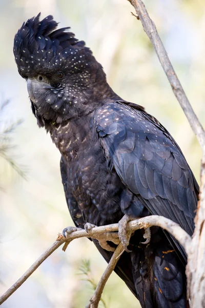 Austrália cacatua preta de cauda vermelha — Fotografia de Stock