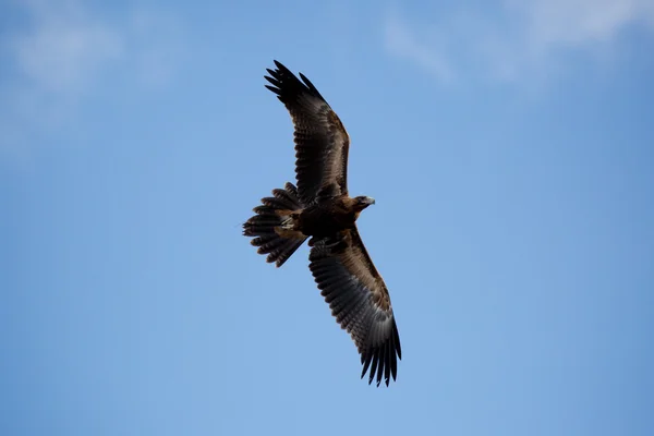 Águia-de-cauda-cunha em voo — Fotografia de Stock