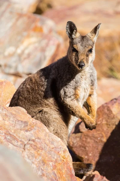 Australien rock wallaby — Photo