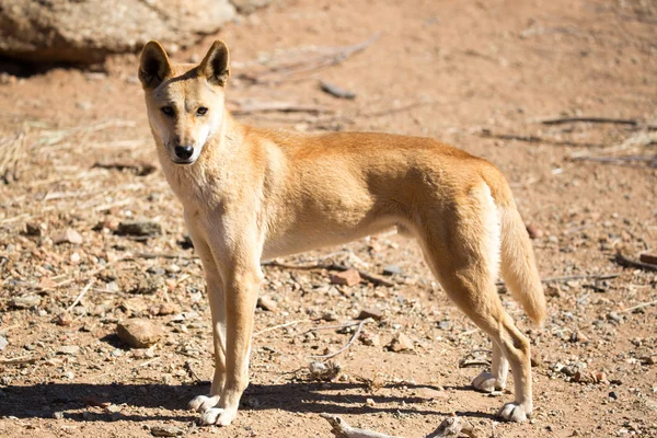 Wild Dingo — Fotografie, imagine de stoc