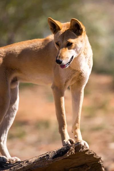 Wilder Dingo — Stockfoto
