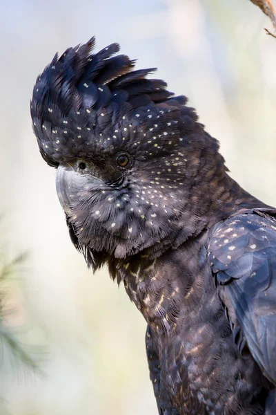 호주의 붉은 꼬리 검은 앵무새 — 스톡 사진