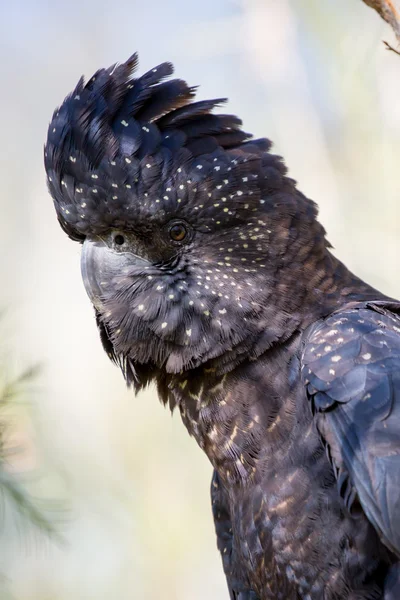 Austrália cacatua preta de cauda vermelha — Fotografia de Stock