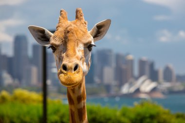 Taronga Zoo zürafalar