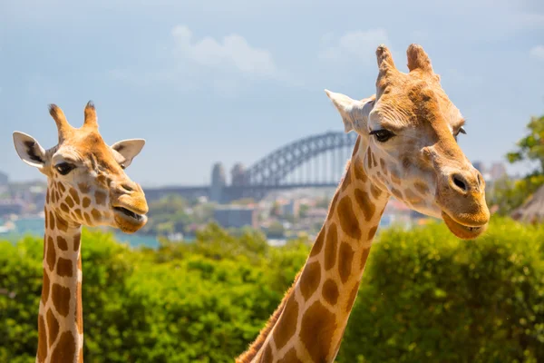 Зоопарк Таронга жирафи — стокове фото