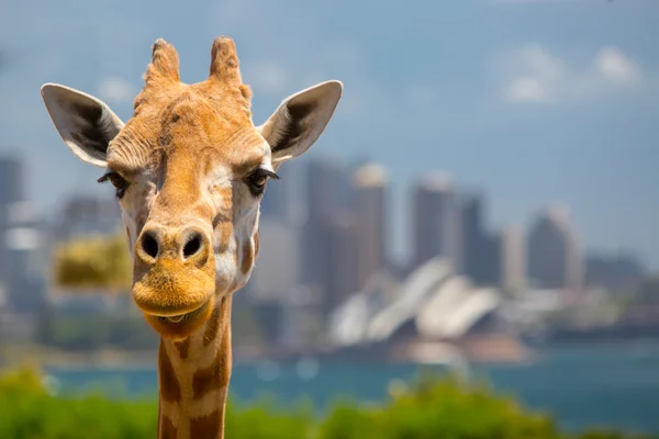 Taronga-Giraffen im Zoo — Stockfoto