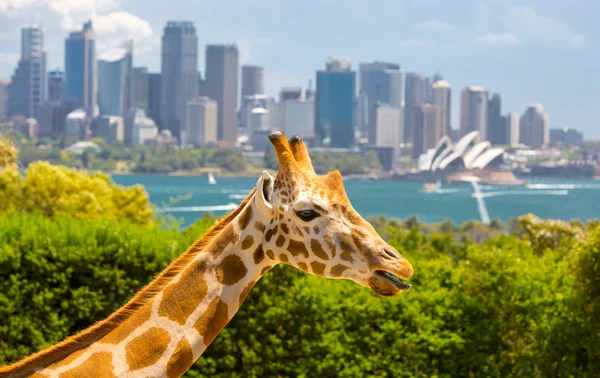 Taronga Zoo żyrafy — Zdjęcie stockowe