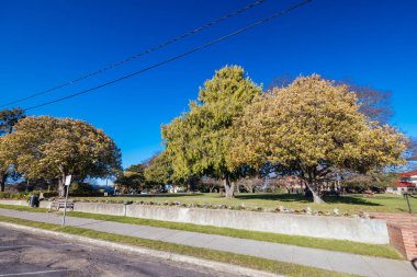 BRAIDWOOD, AUSTRALYA - 14 Eylül 2025: Braidwood 'daki Ryrie Parkı Yeni Güney Galler, Avustralya' da güneşli bir bahar gününde