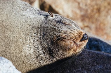 Bir fok, Narooma, Yeni Güney Galler, Avustralya 'da ılık bir bahar gününde güneşlenir.