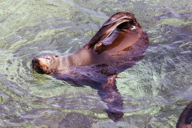 Bir fok, Narooma, Yeni Güney Galler, Avustralya 'da ılık bir bahar gününde güneşin altında kendini ısıtır.