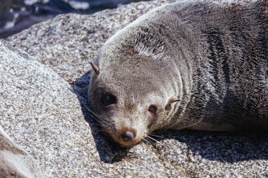 Bir fok, Narooma, Yeni Güney Galler, Avustralya 'da ılık bir bahar gününde güneşlenir.