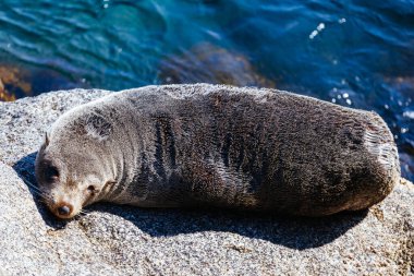 Bir fok, Narooma, Yeni Güney Galler, Avustralya 'da ılık bir bahar gününde güneşlenir.