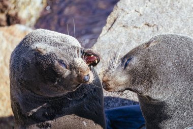 Foklar, Narooma, Yeni Güney Galler, Avustralya 'da ılık bir bahar gününde bölgeleri için savaşırlar.