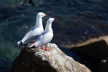 Narooma, Yeni Güney Galler, Avustralya 'da ılık bir bahar gününde martılar