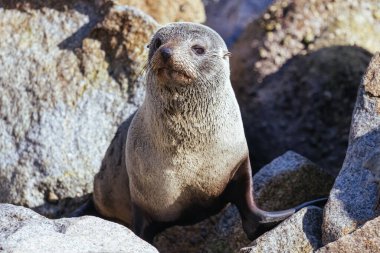 Bir fok, Narooma, Yeni Güney Galler, Avustralya 'da ılık bir bahar gününde güneşlenir.